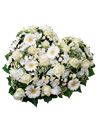Cuore funebre di gerbere e rose