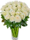 Rose Bianche